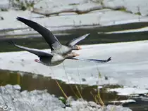 Graug�nse beim Flug �ber der Ruhr, so gesehen Mitte April 2021 in Witten.