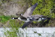 Kanadag�nse im Flug, so gesehen Mitte April 2021 in Witten.