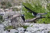 Kanadag�nse im Flug, so gesehen Mitte April 2021 in Witten.