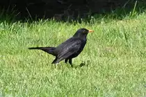 Amsel auf dem Rasen bei der Futtersuche - 20.04.2021