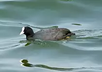 Bl�sshuhn auf dem Z�lpicher See - 21.04.2021