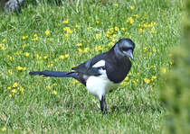 Elster auf Nahrungssuche im Garten - 20.04.2021