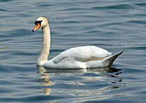 Schwan auf dem Zlpicher See - 21.04.2021
