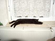 Unsere Katze  Sanny  als Anti-Zugluft-Hilfe - Foto vom 15.12.2005
