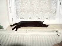 Unsere Katze  Sanny  als Anti-Zugluft-Hilfe - Foto vom 15.12.2005
