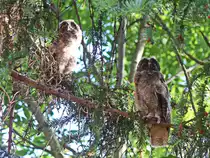 Nach 7 Jahren mal wieder Jungtiere der Waldohreule in den G�rten in Berlin Rudow, hier wird auf Futter gewartet am 11. Juni 2021.
