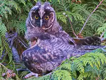 Nach einer Woche zeigten Sich die Waldohreulen immer �fter am Nachmittag, hier am 18. Juni 2021.