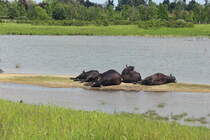 Am 24. Mai 2021 waren die Asiatische Wasserbffel im Landschaftspark Berlin Rudow-Altglienicke wieder zu sehen.