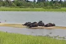 Am 24. Mai 2021 waren die Asiatische Wasserb�ffel im Landschaftspark Berlin Rudow-Altglienicke wieder zu sehen.