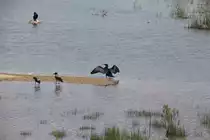 Neben Kr�hen war auch ein schwarzer Kormoran auf einer Insel der Pfuhle im Landschaftspark Berlin Rudow-Altglienicke am 24. Mai 2021 zu beobachten.