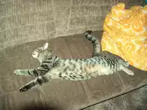 Lieblingsplatz - Kater  Sammy  in Schlafposition - Foto vom 21.08.2005
