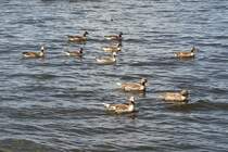 Hamburg am 30.5.2021: Graugansfamilie auf der Auenalster /