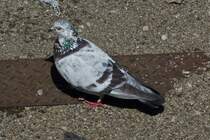 Taube auf Futtersuche im Vorfeld eines Bahnhofs. 06.2021

