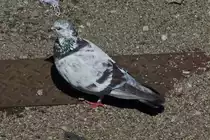 Taube auf Futtersuche im Vorfeld eines Bahnhofs. 06.2021


