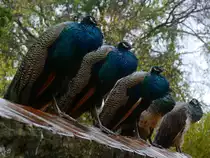 Regen ist Sch..., denken sich vermutlich diese durchn�ssten Pfaue in Lissabon. (Dezember 2016)