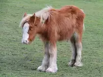 Ein kleines zotteliges Pferd konnte Anfang M�rz 2017 in Heathrow beobachtet werden.