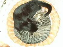 Katzen-Korb - mit Sammy und Sunny - Foto vom 23.08.2005
