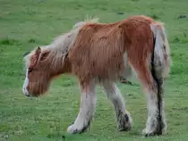 Dieses kleine Pferd war Anfang M�rz 2017 in Heathrow zu sehen.