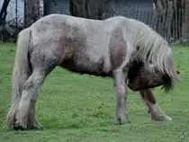 Dieses kleine Pferd war Anfang M�rz 2017 in Heathrow zu sehen.