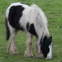 Ein grasendes Pferd, so gesehen Anfang M�rz 2017 in Heathrow.