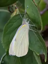 Ein kleiner Kohlwei�ling hatte ich Ende Juni 2017 in Hattingen entdeckt.