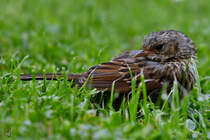 Ein mir unbekannter Vogel macht auf dem Rasen eine kurze Pause. (Hattingen, Juli 2021)