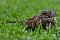 Ein mir unbekannter Vogel macht auf dem Rasen eine kurze Pause. (Hattingen, Juli 2021)