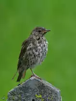 Eine Singdrossel pausiert auf einem Zaunpfahl. (Hattingen, Juli 2021)