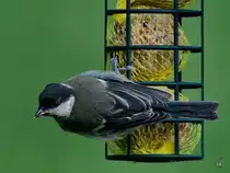 Diese Meise konnte ich in unserem Garten ablichten. (Hattingen, Juli 2021)