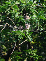 Ein Musebussard (meine ich zumindest) wartet gut versteckt im Gest auf die Chance, ein Beutetier zu erlegen. (Hattingen, Juli 2021)