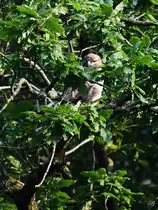 Ein M�usebussard (meine ich zumindest) wartet gut versteckt im Ge�st auf die Chance, ein Beutetier zu erlegen. (Hattingen, Juli 2021)