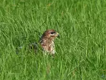 Ein M�usebussard (?) kurz nach einem Sturzflug auf eine Wiese in der N�he unseres Hauses. (Hattingen, Juli 2021)
