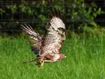 Ein M�usebussard (?) war erfolgreich und bringt seine Beute in Sicherheit. (Hattingen, Juli 2021)