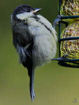 Eine Meise labt sich an dem reichhaltigen Nahrungsangebot. (Hattingen, Juli 2021)