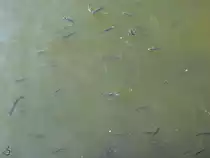 Viele kleine Fische t�mmelten sich im Duaro, so gesehen Mitte Mai 2013 in Porto.