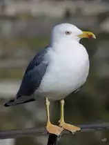 Eine M�we war Mitte Januar 2017 in Porto zu sehen.