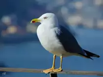 Mitte Januar 2017 pausierte eine M�we in der N�he des Duaro in Porto.