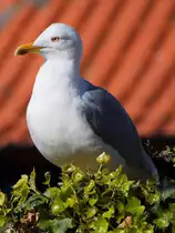Eine aufmerksame M�we, so gesehen Mitte Januar 2017 in Porto.