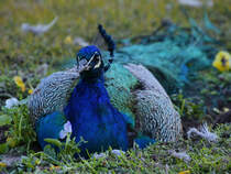 Mitte Januar 2017 konnte ich diesen Pfau in Porto ablichten.