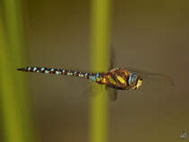 Ein Blaugrne Mosaikjungfer Anfang September 2016 in Warstein.