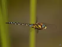 Ein Blaugr�ne Mosaikjungfer Anfang September 2016 in Warstein.