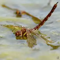 Kampf ums �berleben im Kosenowsee bei G�tzkow? Eine Blaugr�ne Mosaikjungfer versucht sich �ber Wasser zu halten. (August 2013)