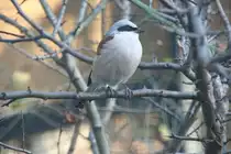 Neunt�ter oder Dorndreher (Lanius collurio) am 7.12.2009 im Zoo Dresden. Dieser Vogel spie�t seine Beute auf Dornen oder Stacheln auf.