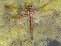 Eine Mosaikjungfer im Kosenowsee bei Gtzkow. (August 2013)