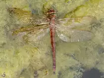 Eine Mosaikjungfer im Kosenowsee bei G�tzkow. (August 2013)