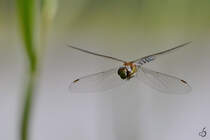 Ein Blaugrne Mosaikjungfer Mitte August 2013 in Gtzkow.