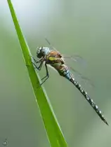 Ein Blaugr�ne Mosaikjungfer Mitte August 2013 in G�tzkow.