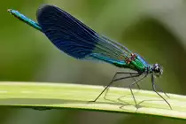 Eine geb�nderte Prachtlibelle konnte ich im Juli 2011 in Linstow ablichten.