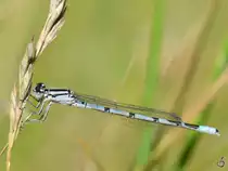 Eine gemeine Federlibelle konnte ich im Juli 2011 in Linstow ablichten.