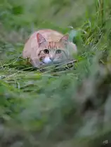 Eine Katze auf der Lauer, so gesehen Anfang Juli 2011 in Linstow.